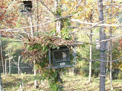 appelant pour la chasse à la grive en Italie