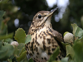 effectifs de grive musicienne en europe entre 2004 et 2015