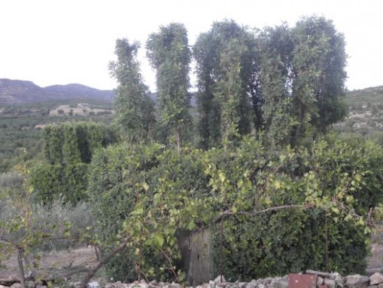 la chasse aux paranys en espagne