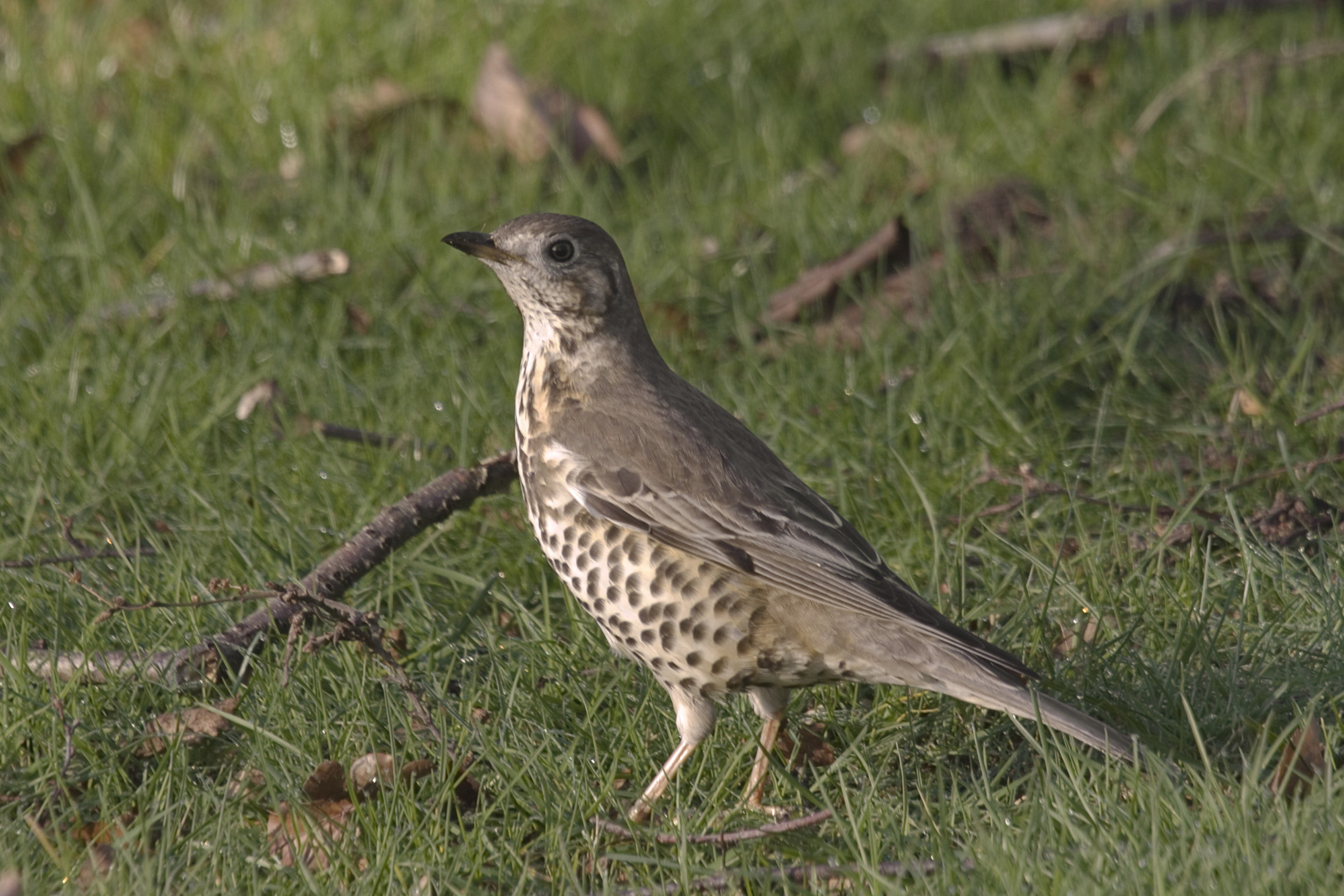 fiche technique de la grive draine