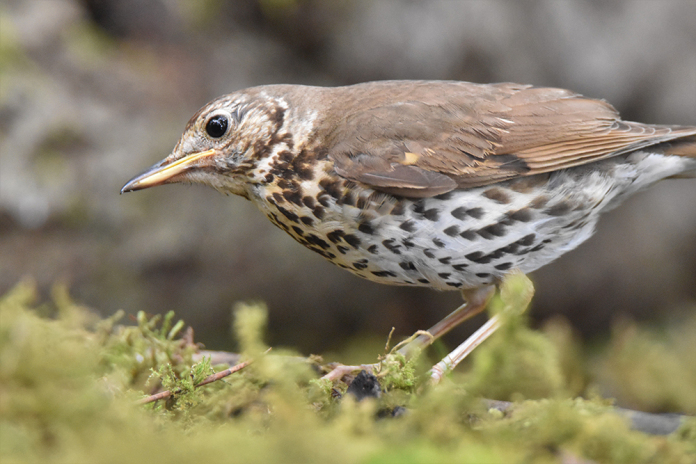 état de conservation des turdidés grives et merles