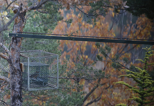 le député lambert a la découverte de la chasse à la glu