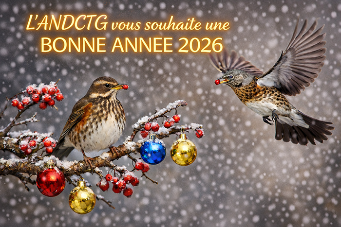 une nouvelle étude sur l'état de conservation des grives et du merle noir